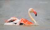 Flamingo - Greater Flamingo - Phoenicopterus roseus