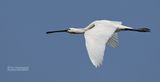 Lepelaar - Eurasian spoonbill - Platalea leucorodia