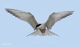 Visdief - Common tern - Sterna hirundo