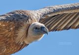 Vale gier - Griffon vulture - Gyps vulvus