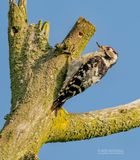 Kleine bonte specht - Lesser spotted woodpecker - dendrocopos minor