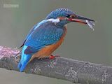 IJsvogel - Common kingfisher - Alcedo atthis 