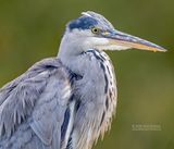 Blauwe reiger - Grey Heron - Ardea cinerea