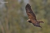 Bruine Kiekendief - Western Marsh Harrier - Circus aeruginosus