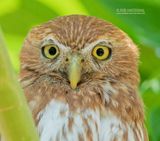 Magelhaendwerguil - Ferruginous Pygmy-Owl - Glaucidium brasilianum pallens