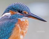 IJsvogel - Common kingfisher - Alcedo atthis 