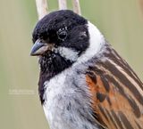 Rietgors - Reed bunting - Emberiza schoeniclus
