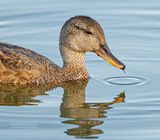 Krakeend - Gadwall - Anas Strepera