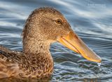 Slobeend - European shoveler - Anas clypeata