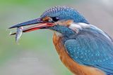 IJsvogel - Common kingfisher - Alcedo atthis 