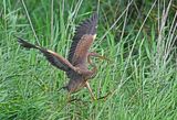 Purperreiger - Purple Heron - Ardea purpurea