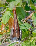 Rosse tijgerroerdomp - Rufescent tiger heron - Tigrisoma lineatum