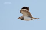 Nacundanachtzwaluw - Nacunda Nighthawk - Chordeiles nacunda
