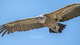 Vale gier - Griffon vulture - Gyps vulvus