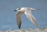 Grote stern -  Sandwich tern - Sterna sandvicensis