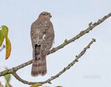 Sperwer - Sparrowhawk - Accipiter nisus
