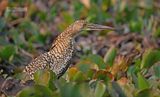 Rosse tijgerroerdomp - Rufescent tiger heron - Tigrisoma lineatum