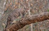 Pardelkat - Ocelot - Leopardus pardalis