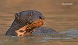 Reuzenotter - Giant Otter - Pteronura brasiliensis