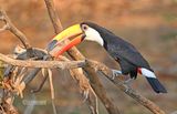 Reuzentoekan - Toco Toucan - Ramphastos toco