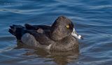 Ringsnaveleend - Ring-necked duck - Aythya collaris