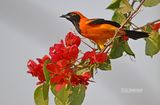 Amazonetroepiaal - Orange-backed troupial - Icterus croconotus