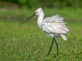 Lepelaar - Eurasian spoonbill - Platalea leucorodia