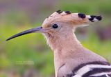 Hop - Hoopoe - Upupa epops