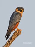 Vleermuisvalk - Bat Falcon - Falco rufigularis