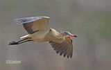 Fluitreiger - Whisling Heron - Syrigma sibilatrix
