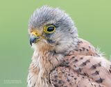 Torenvalk - Common Kestrel - Falco tinuncullus