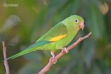 Chiririparkiet - Yellow-chevroned parakeet - Brotogeris chiriri