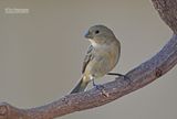 Loodgrijs dikbekje - Plumbeous seedeater - Sporophila plumbea