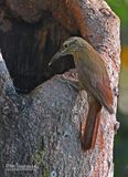 Planaltomuisspecht - Planalto Woodcreeper - Dendrocolaptes platyrostris