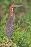 Rosse tijgerroerdomp - Rufescent tiger heron - Tigrisoma lineatum