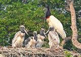 Jabiroe - Jabiru -Jabiru mycteria