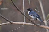 Kaptangare - Hooded Tanager - Nemosia pileata