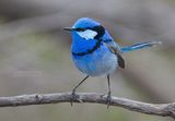 Prachtelfje - Splendid Fairywren - Malurus splendens
