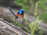 Roestschouderelfje - Purple-backed Fairywren - Malurus assimilis