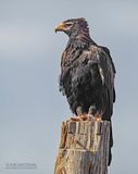 Wigstaartarend - Wedge-tailed eagle - Aquila audax