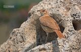 Rosse ovenvogel - Rufous Hornero - Furnarius rufus