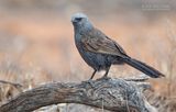 Apostelvogel - Apostlebird - Struthidea cinerea
