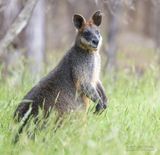 Moeraswallaby - swamp wallaby - Wallabia bicolor