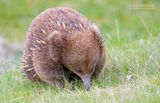 Australische mierenegel - short-beaked echidna - Tachyglossus aculeatus