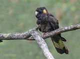 Geeloograafkaketoe - Yellow-tailed black cockatoo - Zanda funerea