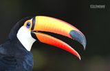 Reuzentoekan - Toco Toucan - Ramphastos toco
