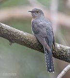 Waaierstaartstruikkoekoek - Fan-tailed cuckoo - Cacomantis flabelliformis
