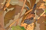 Roestrugmiersluiper - Rusty-backed Antwren - Formicivora rufa