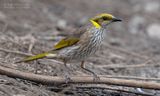 Malleehoningeter - Yellow-plumed Honeyeater - Ptilotula ornata