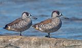 Lepelbekeend - Pink-eared duck - Malacorhynchus membranaceus
